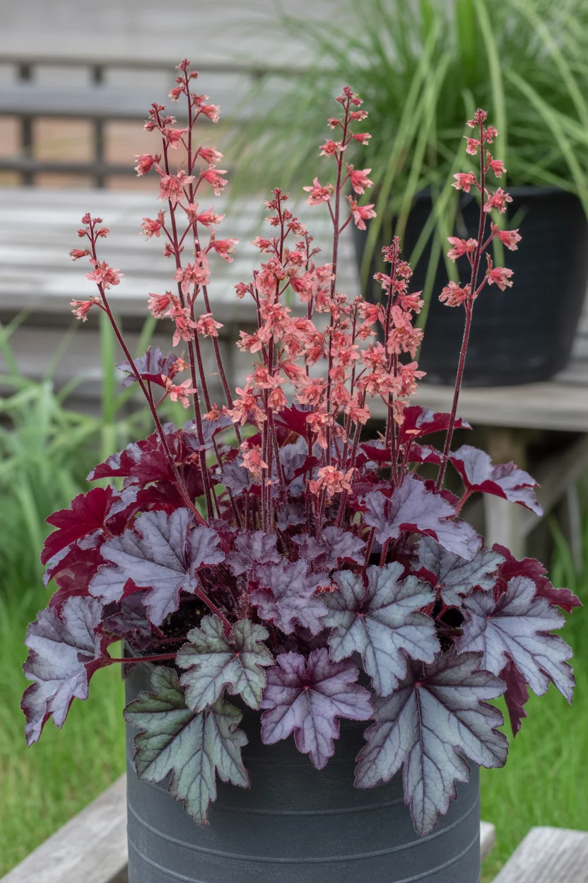 Heuchera (Coral Bells)