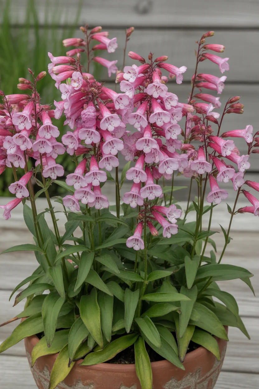 Penstemon (Beardtongue)