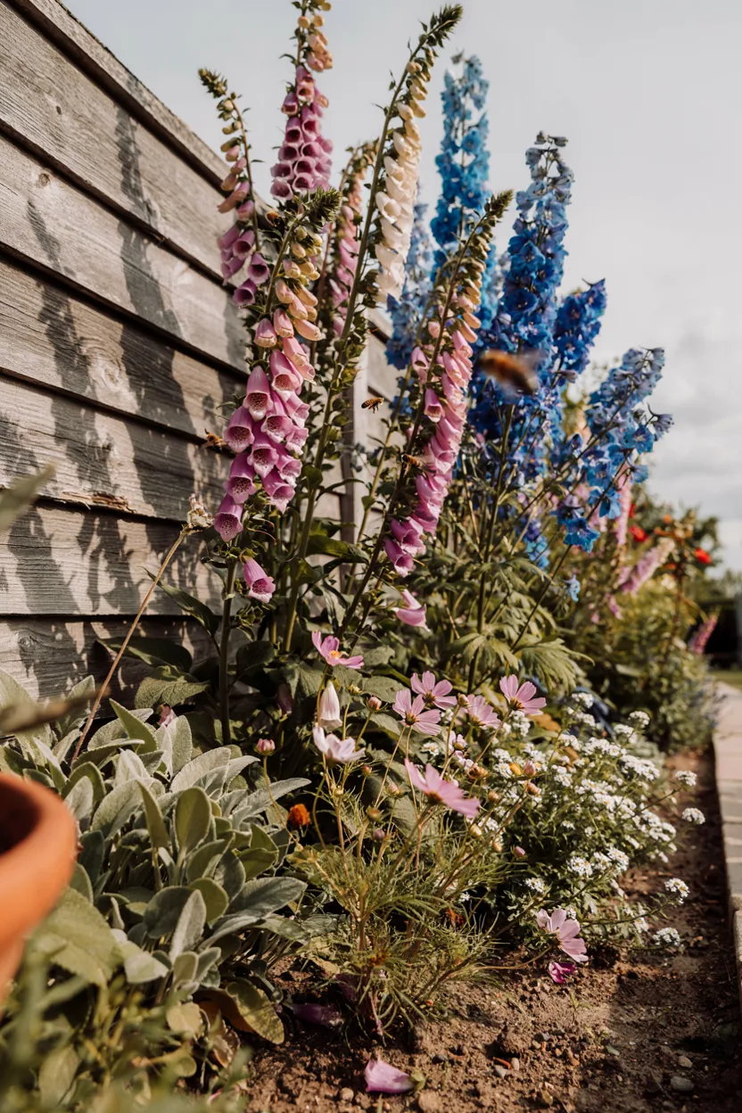 Foxglove and Delphinium Backdrop