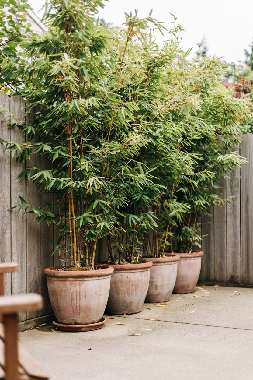 Potted Bamboo Privacy Row