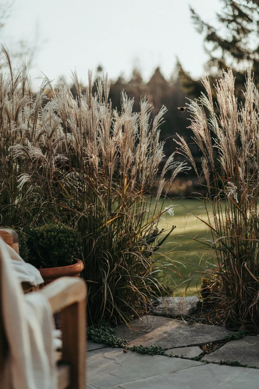 Tall Ornamental Grass Border