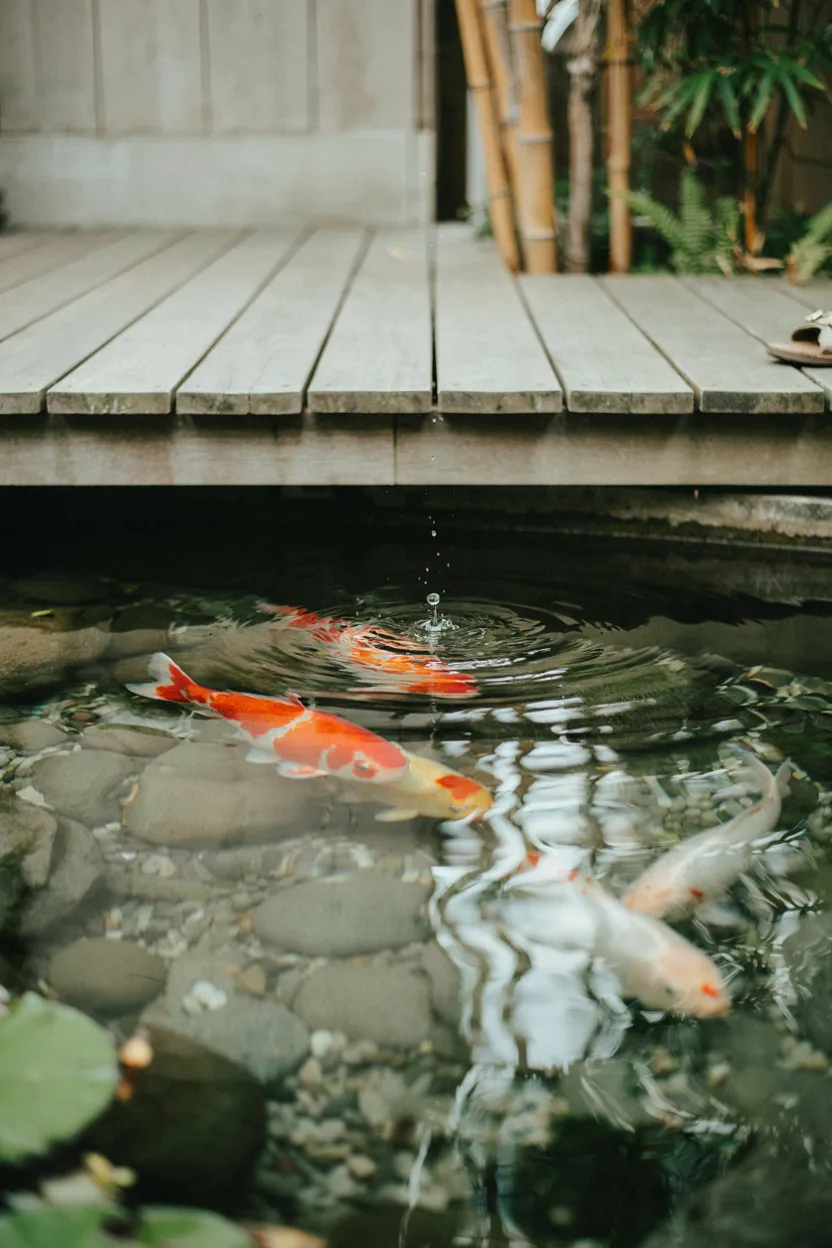 Koi Viewing Deck