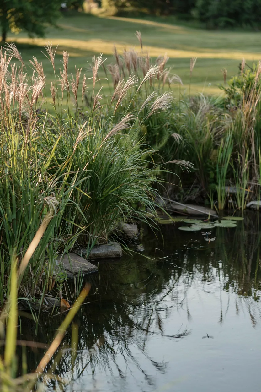 Native Ornamental Grasses