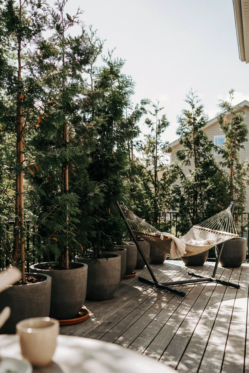  Outdoor Privacy Trees in Planters